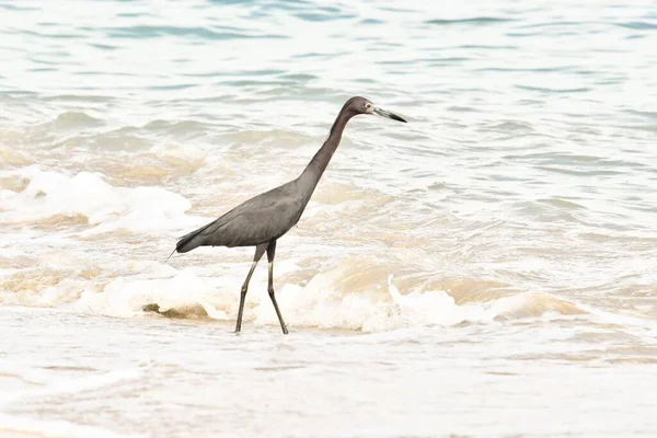 Ptak Plaży — Zdjęcie stockowe
