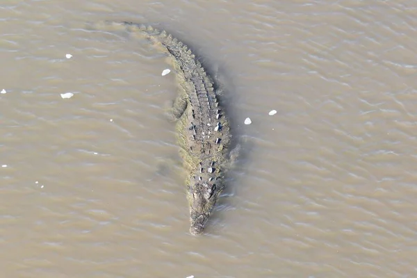 Crocodile Dans Eau — Photo