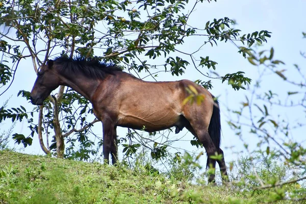 Horse Field — Stock Photo, Image