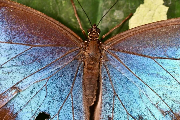 Motýl Rostliny — Stock fotografie