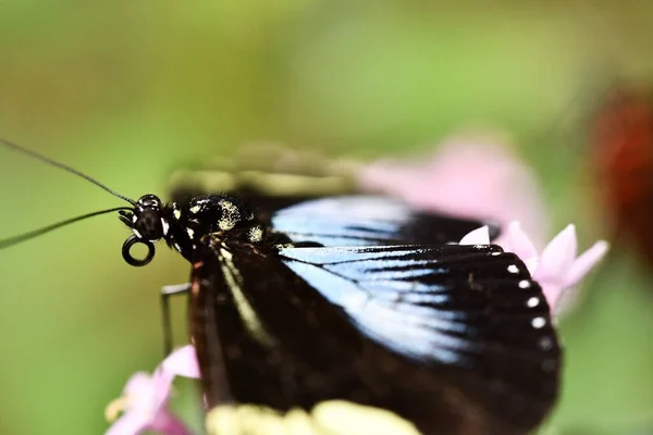 Vue Rapprochée Beau Papillon — Photo