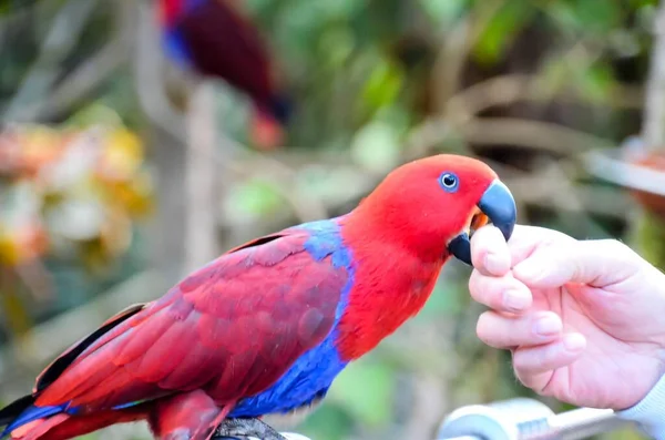 Eine Nahaufnahme Von Einem Schönen Papagei — Stockfoto