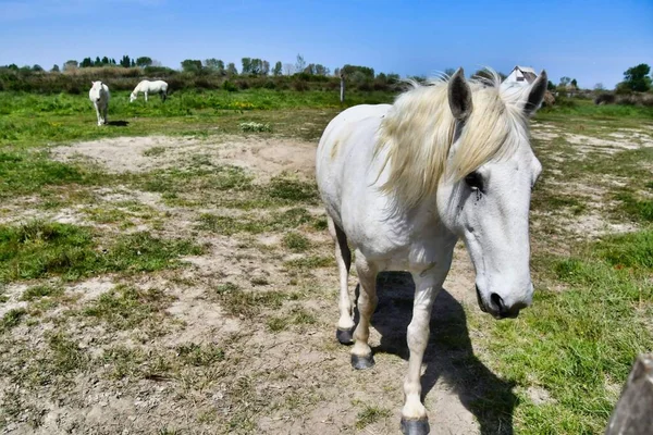 Красивий Знімок Білого Коня Полі — стокове фото