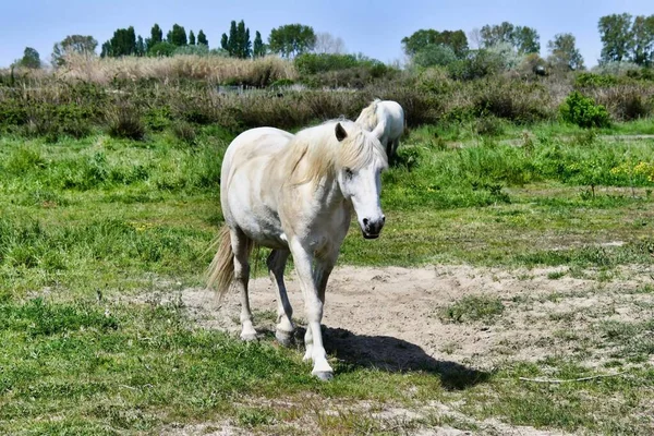 Tarlada Bir — Stok fotoğraf