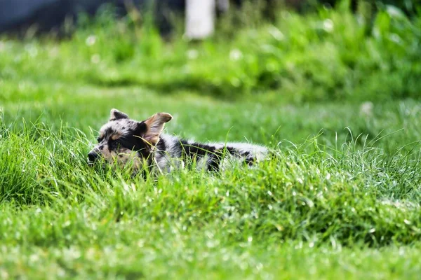 Вид Симпатичной Собаки Парке — стоковое фото