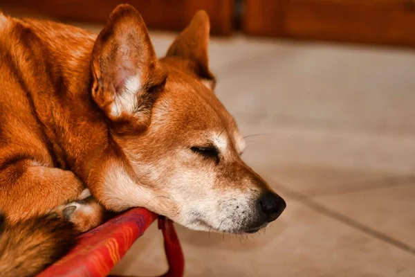 Portrét Roztomilého Spícího Psa — Stock fotografie