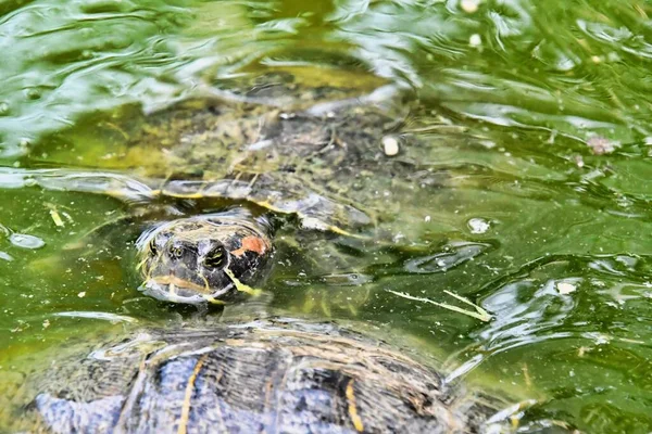 Close Turtle Water — стоковое фото