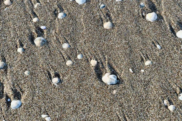 Schelpen Het Strand — Stockfoto