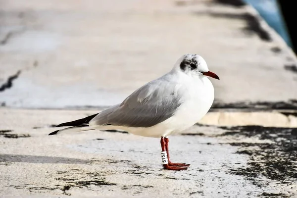 Möwe Strand — Stockfoto