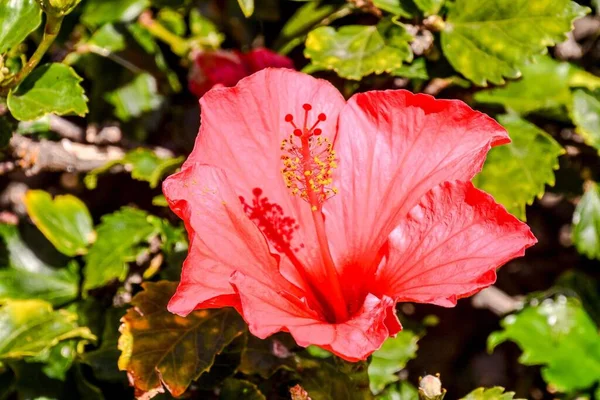 Красива Червона Квітка Гібіскуса Саду — стокове фото