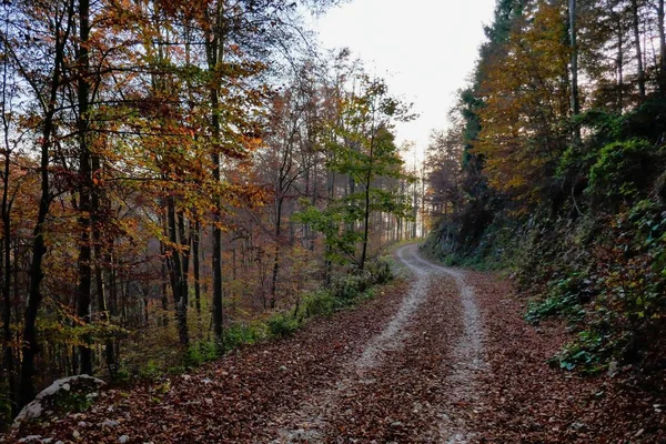 Paysage Route Automne Dans Forêt — Photo