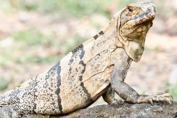 Iguana Lagarto Zoológico Vista Cerca —  Fotos de Stock