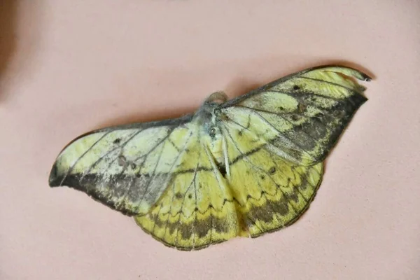 Метелик Білому Тлі — стокове фото