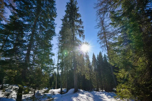 Kaunis Talvi Maisema Vuori Metsä — kuvapankkivalokuva