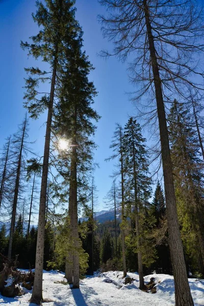 Beau Paysage Hiver Avec Des Arbres — Photo