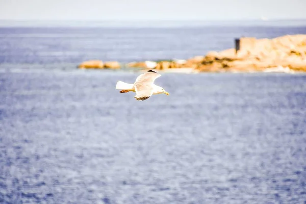 Gaivota Voando Sobre Mar — Fotografia de Stock