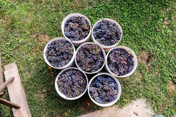 Grapes Buckets Vineyard — Stock Photo, Image