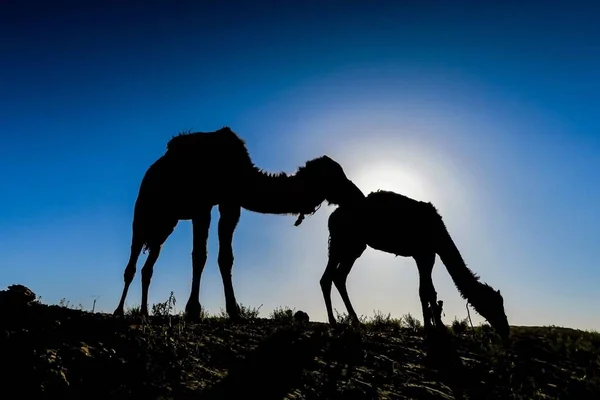 Силует Верблюдів Фоні Заходу Сонця — стокове фото