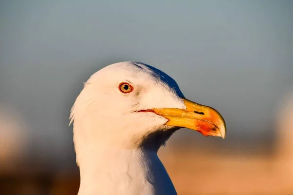 Gaivota Praia — Fotografia de Stock