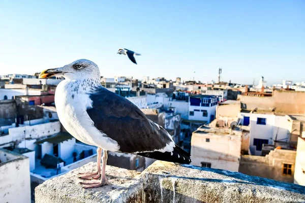 Seagull Roof Blue Cloudy Sky View — Stock Photo, Image