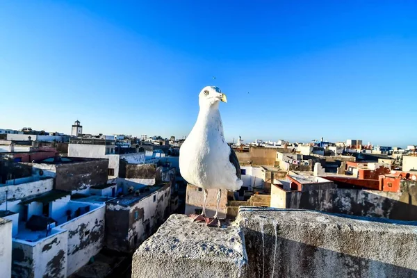 Seagull Roof Blue Cloudy Sky View — Stock Photo, Image
