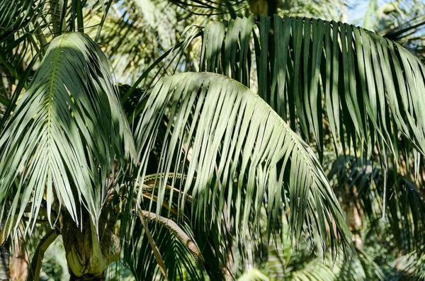 Hojas Palmeras Tropicales Cerca — Foto de Stock