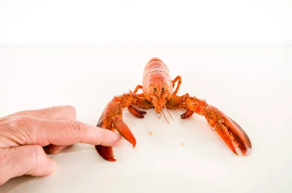 Crabe Sur Fond Blanc — Photo