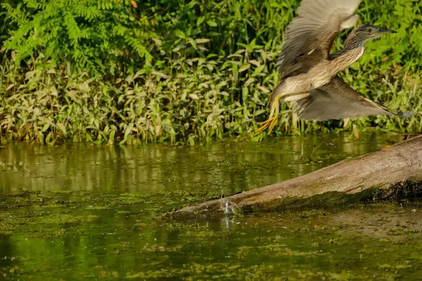 Pájaro Agua — Foto de Stock