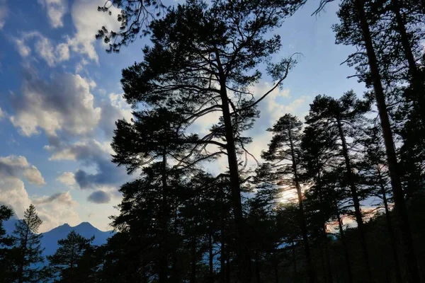 Prachtig Landschap Met Bomen Een Blauwe Lucht — Stockfoto