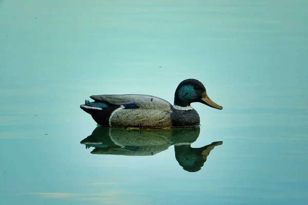 Suda Yüzen Güzel Ördek — Stok fotoğraf