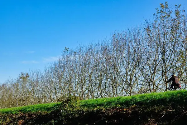 Красивий Краєвид Деревами Блакитним Небом — стокове фото