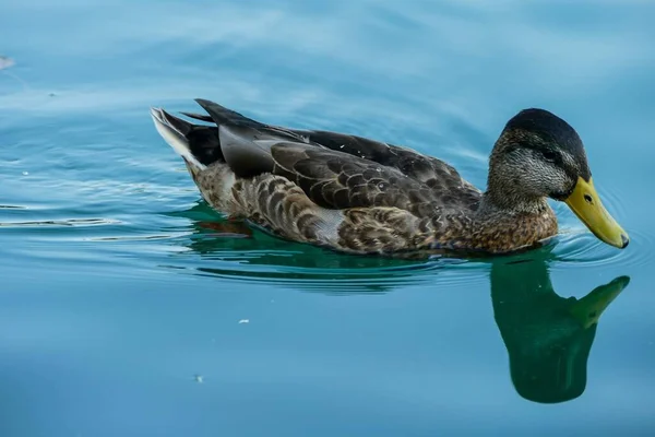 Canard Dans Eau — Photo