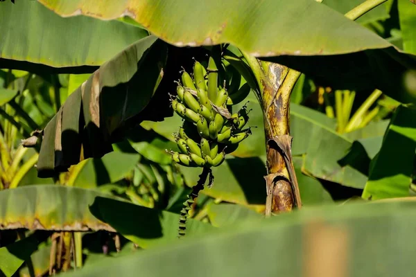 バナナの木の緑の葉 — ストック写真