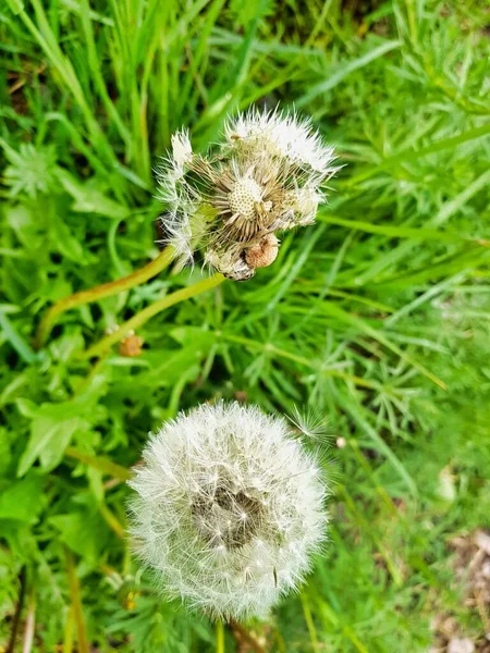 Paardebloem Bloemen Een Groene Achtergrond — Stockfoto