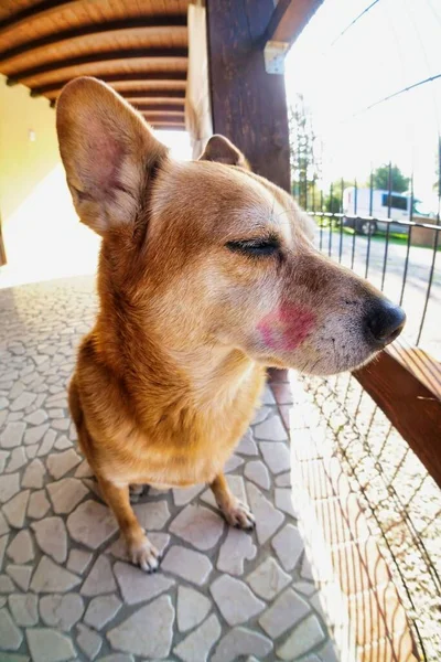 Dog Park — Stock Photo, Image