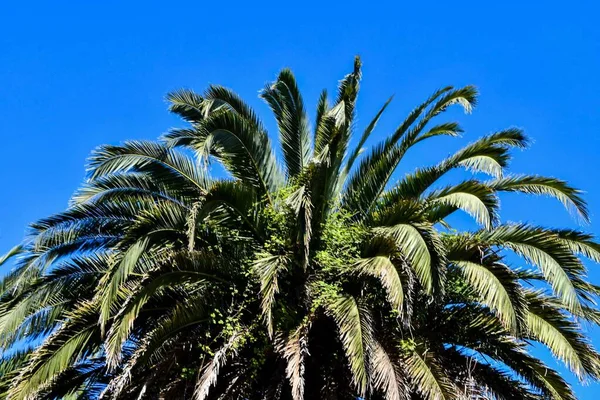Palmboom Blauwe Lucht Achtergrond — Stockfoto