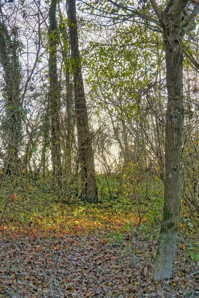 Parktaki Sonbahar Ormanı — Stok fotoğraf