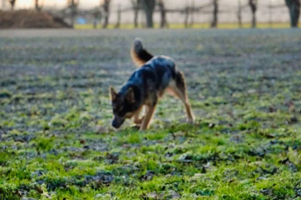 Cão Parque — Fotografia de Stock