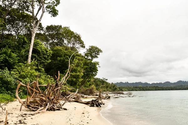 Tropical Beach Trees Bay — Stock Photo, Image