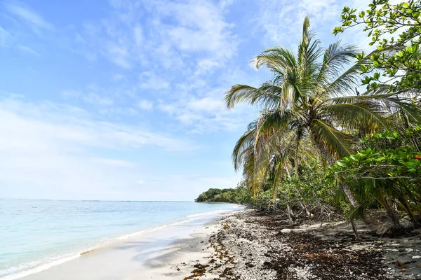 Tropical Beach Palm Trees Photo Background Digital Image — Stock Photo, Image