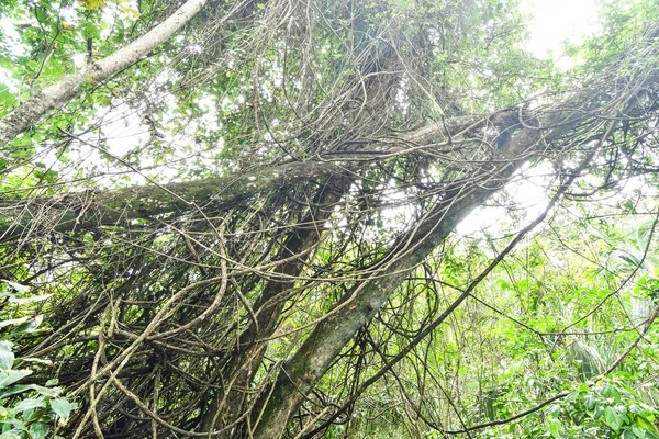コスタリカのアレナル火山地帯にある木の根 — ストック写真