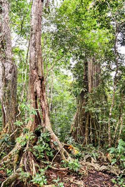 Radici Albero Zona Vulcano Arenal Costa Rica — Foto Stock