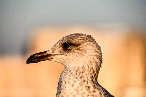 Close View Beautiful Seagull — 스톡 사진