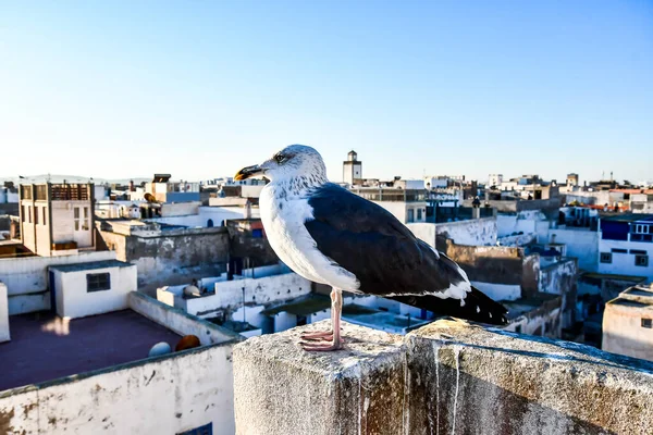 Evin Çatısında Martı — Stok fotoğraf