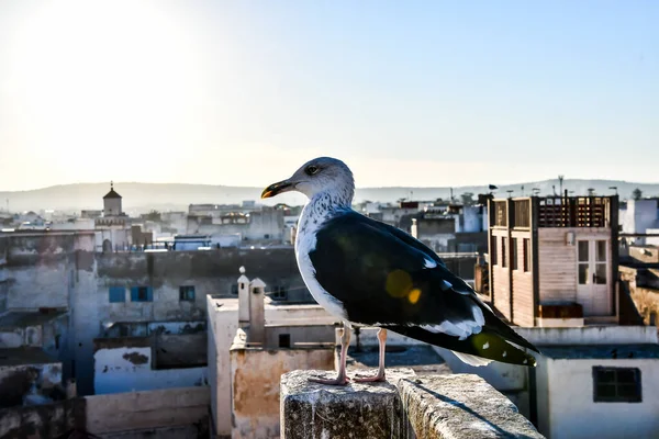 Martı Şehrin Çatısında — Stok fotoğraf