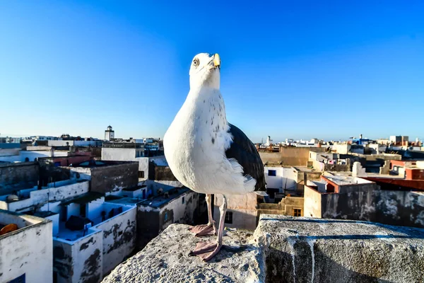 Racek Střeše Krásný Digitální Foto — Stock fotografie