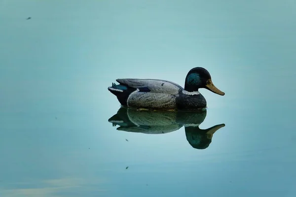 Duck Water Photo Background Digital Image — Stock Photo, Image