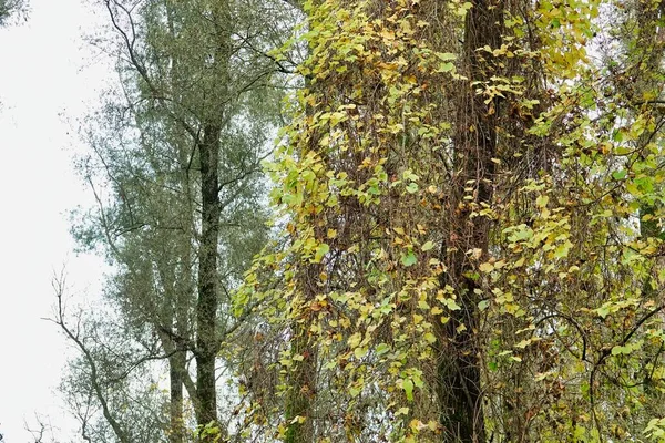 Yeşil Ağaçlar Doğada Bitki Örtüsü — Stok fotoğraf