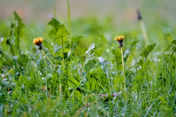 Flower Grass Photo Background Digital Image — Photo
