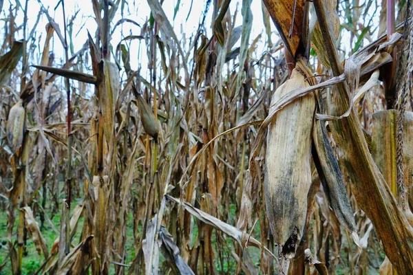 Selective Focus Shot Yellow Corn Field — Stock Photo, Image